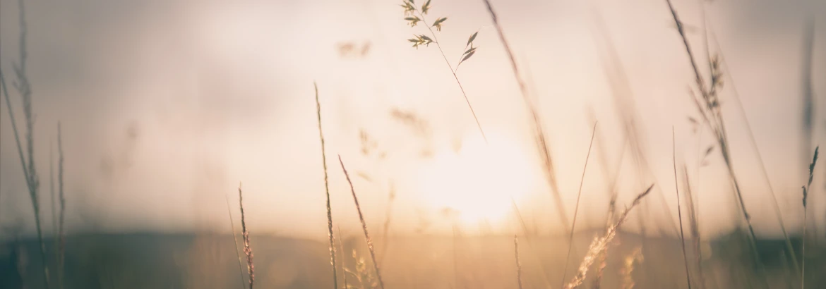 pszenica w&nbsp;słońcu