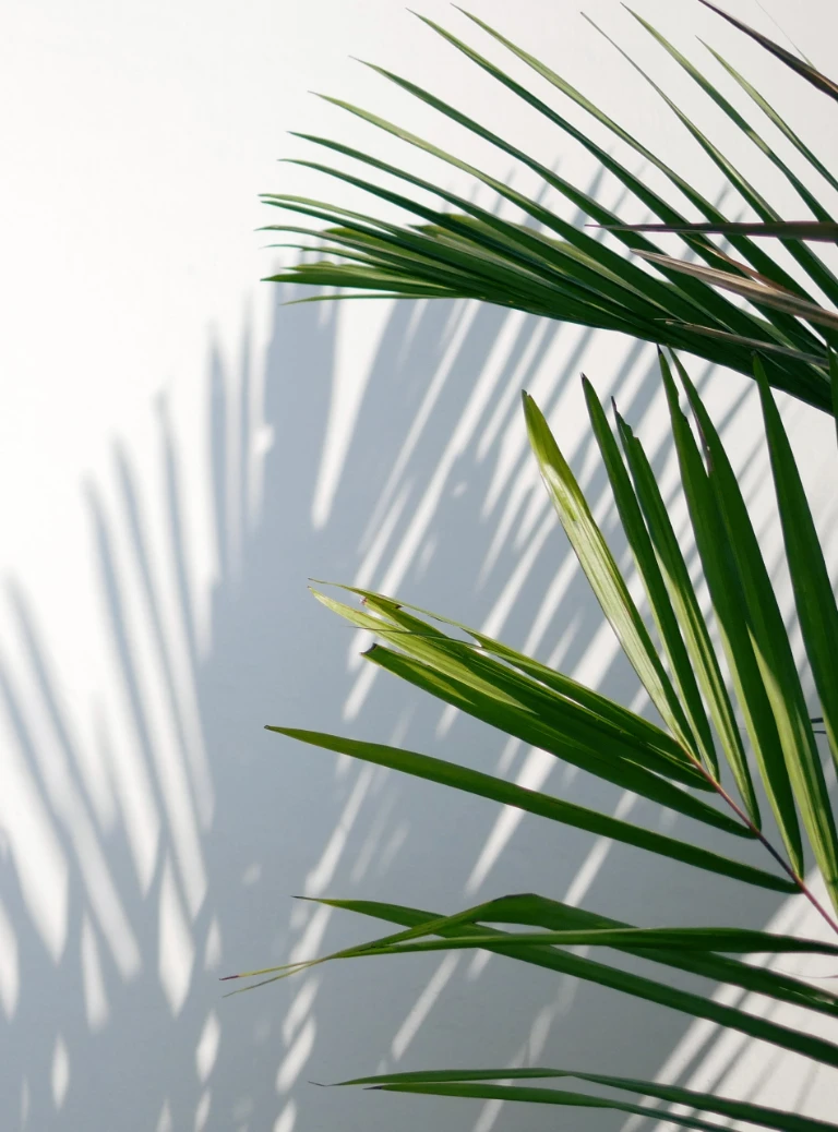 cień rośliny na&nbsp;ścianie